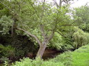 توسکای قشلاقی
